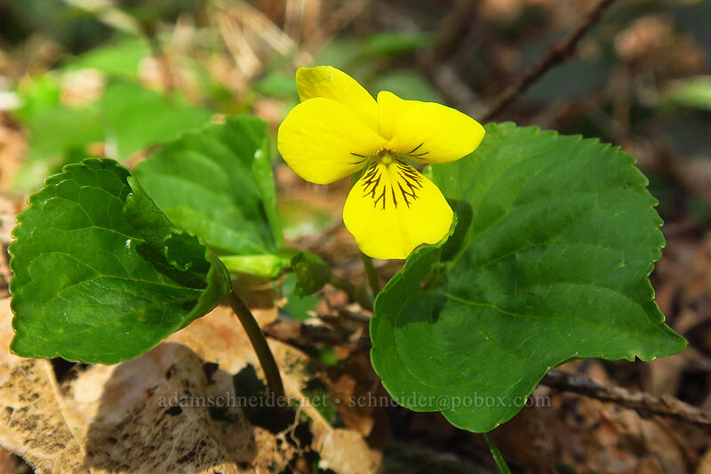 pioneer violet (Viola glabella) [Hardy Creek Trail, Beacon Rock State Park, Skamania County, Washington]