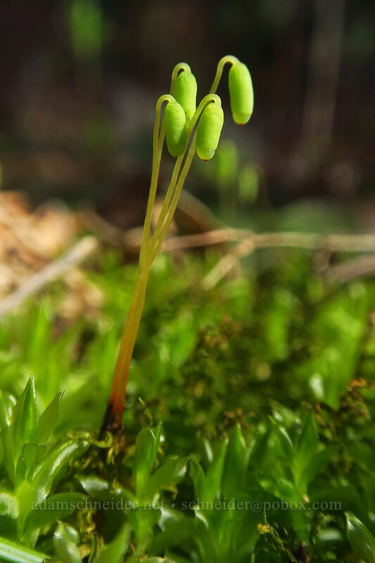 leafy moss (Plagiomnium sp.) [Hardy Creek Trail, Beacon Rock State Park, Skamania County, Washington]