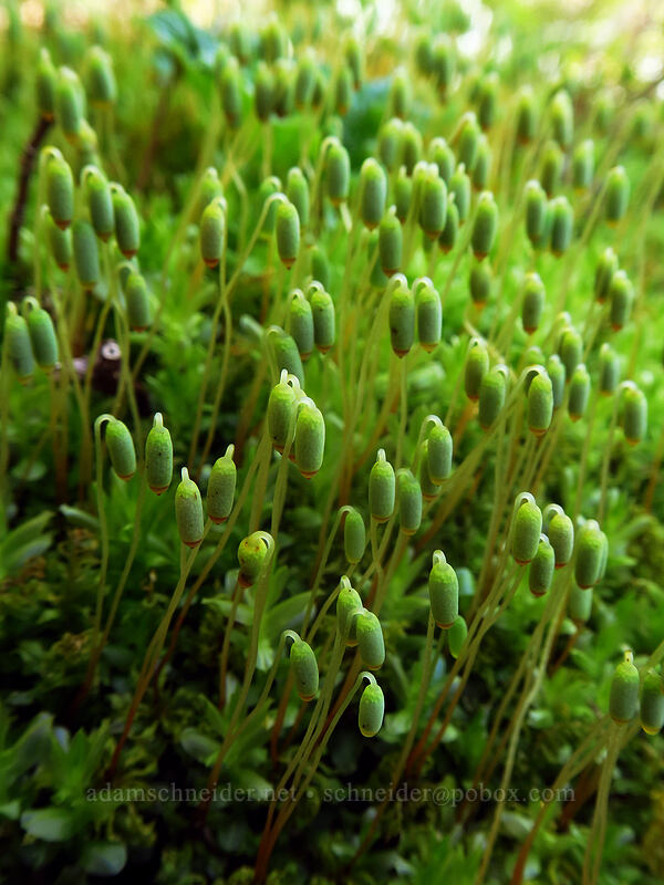 leafy moss (Plagiomnium sp.) [Hardy Creek Trail, Beacon Rock State Park, Skamania County, Washington]