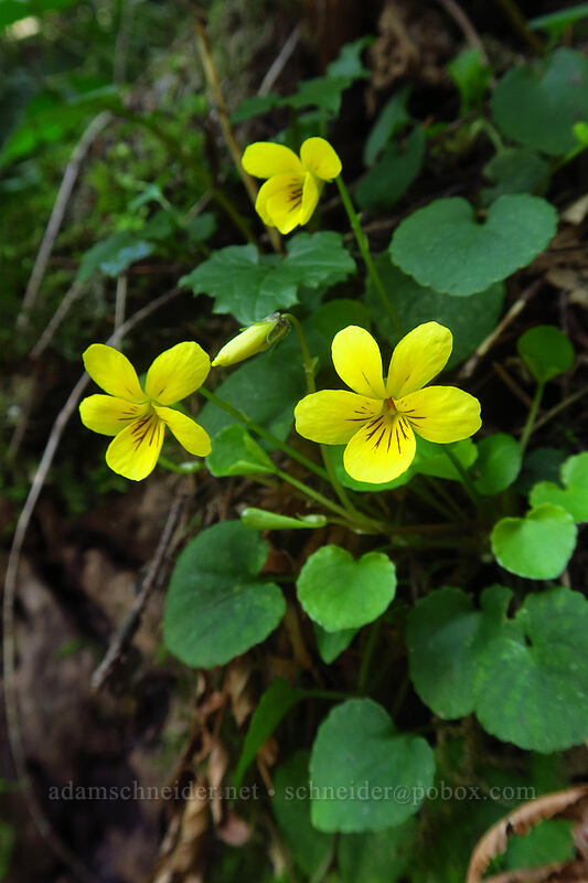 evergreen violets (Viola sempervirens) [Hardy Creek Trail, Beacon Rock State Park, Skamania County, Washington]