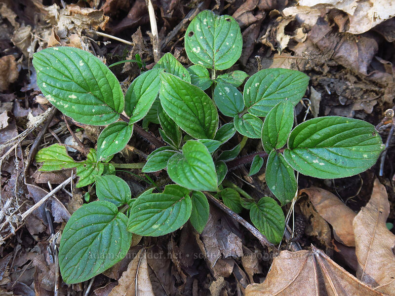 shade phacelia leaves (Phacelia nemoralis) [Hardy Creek Trail, Beacon Rock State Park, Skamania County, Washington]