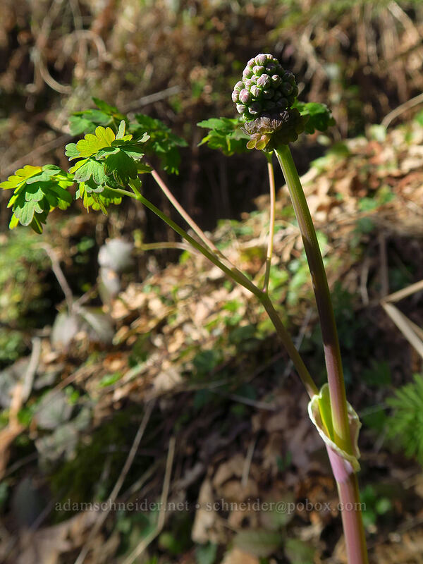 western meadow-rue, budding (Thalictrum occidentale) [Hardy Creek Trail, Beacon Rock State Park, Skamania County, Washington]