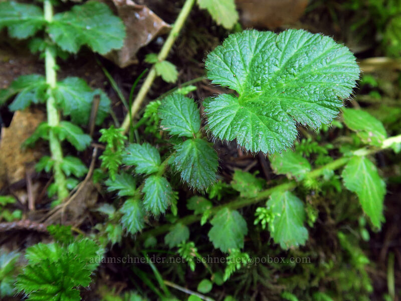 large-leaf avens' basal leaves (Geum macrophyllum) [Hamilton Mountain Trail, Beacon Rock State Park, Skamania County, Washington]