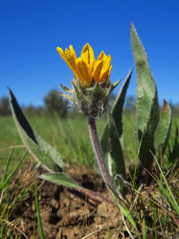 toothed balsamroot (Balsamorhiza serrata) [White River Wildlife Area, Wasco County, Oregon]