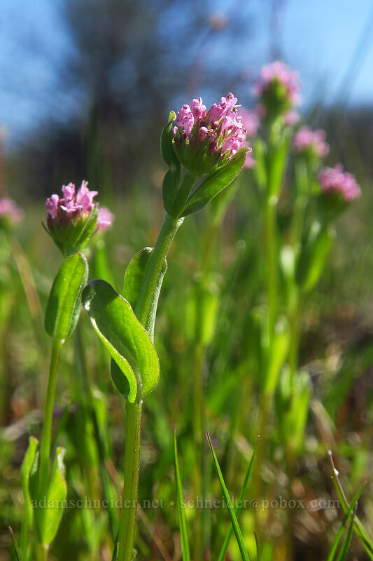 short-spur plectritis (Plectritis brachystemon (Plectritis congesta ssp. brachystemon)) [White River Wildlife Area, Wasco County, Oregon]