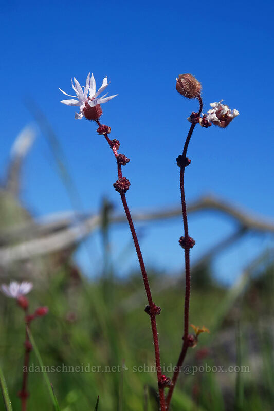 bulblet prairie stars (Lithophragma glabrum) [White River Wildlife Area, Wasco County, Oregon]