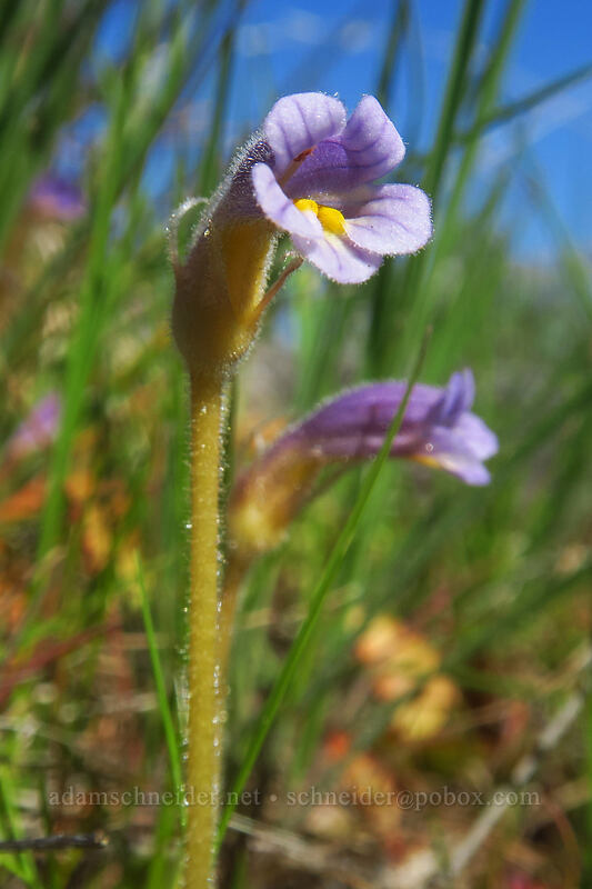 naked broomrape (Aphyllon purpureum (Orobanche uniflora)) [White River Wildlife Area, Wasco County, Oregon]