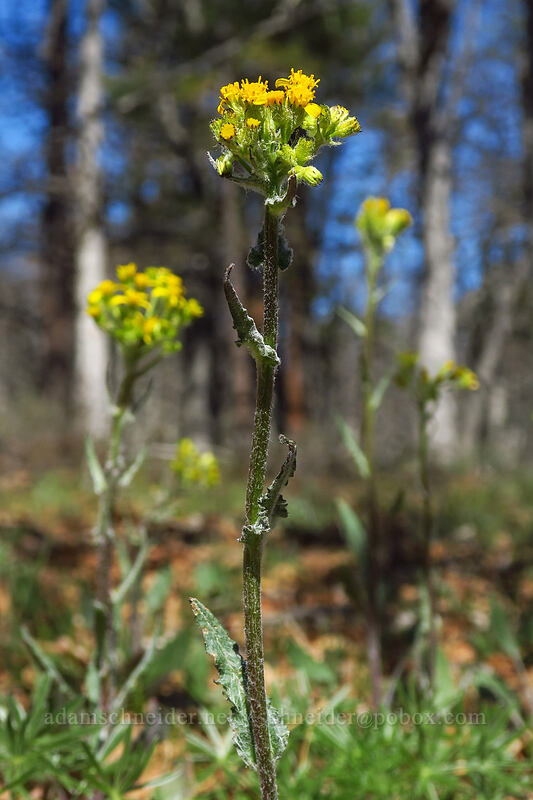 western groundsel (Senecio integerrimus) [White River Wildlife Area, Wasco County, Oregon]