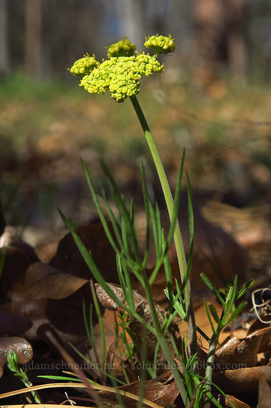 nine-leaf desert parsley (Lomatium triternatum) [White River Wildlife Area, Wasco County, Oregon]