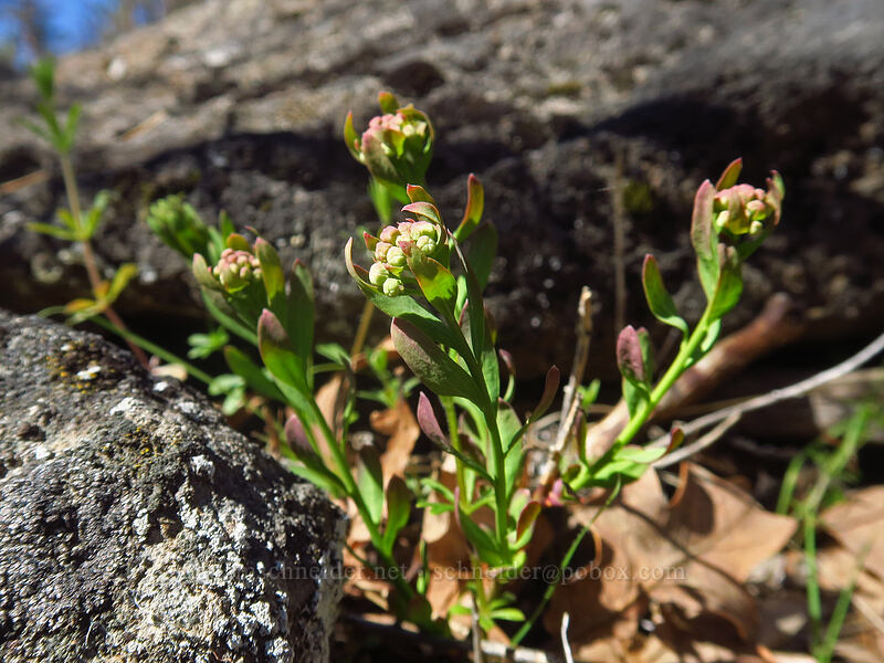 bastard toadflax (Comandra umbellata) [Smock Prairie Nature Trail, White River Wildlife Area, Wasco County, Oregon]