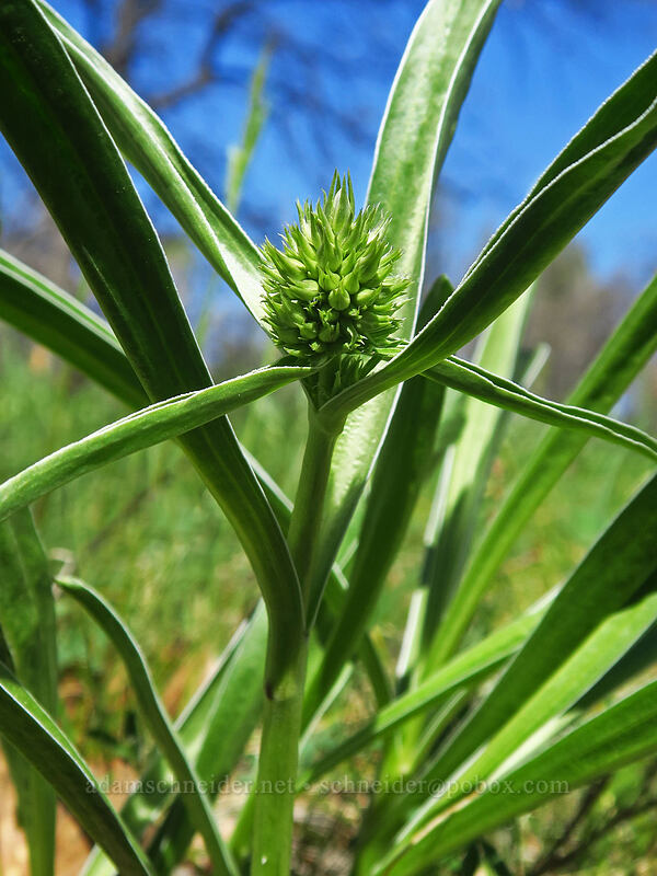 white-stem frasera, budding (Frasera albicaulis var. columbiana (Swertia columbiana)) [Smock Prairie Nature Trail, White River Wildlife Area, Wasco County, Oregon]
