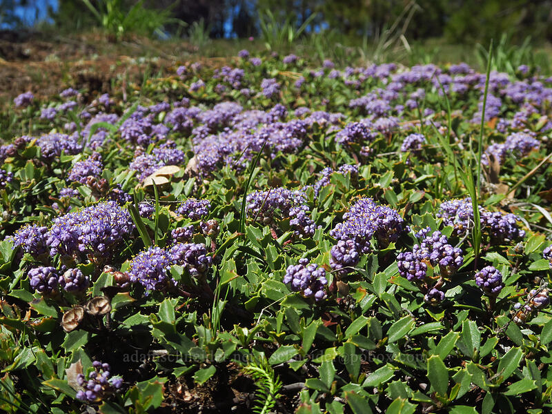 mahala mat (Ceanothus prostratus) [Smock Prairie Nature Trail, White River Wildlife Area, Wasco County, Oregon]