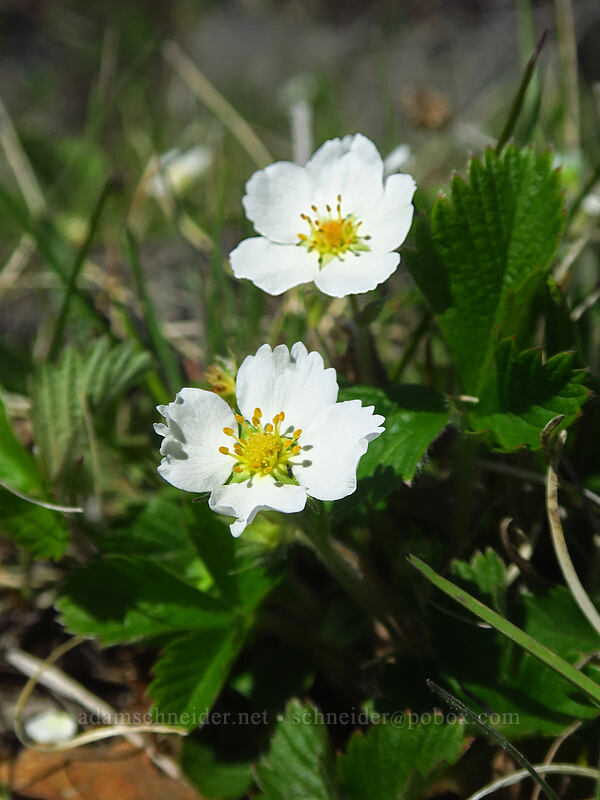 wild strawberries (Fragaria vesca) [Smock Reservoir, White River Wildlife Area, Wasco County, Oregon]