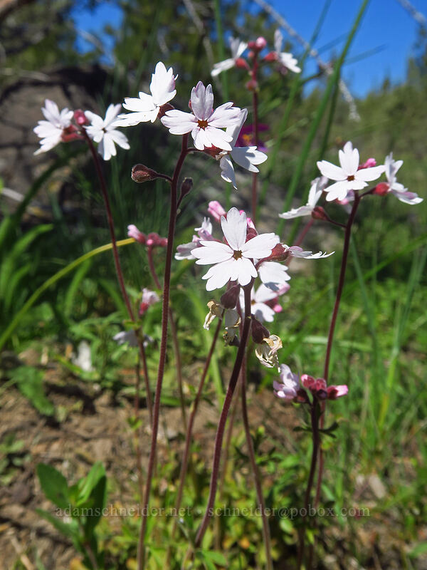 prairie stars (Lithophragma parviflorum) [Smock Prairie, White River Wildlife Area, Wasco County, Oregon]