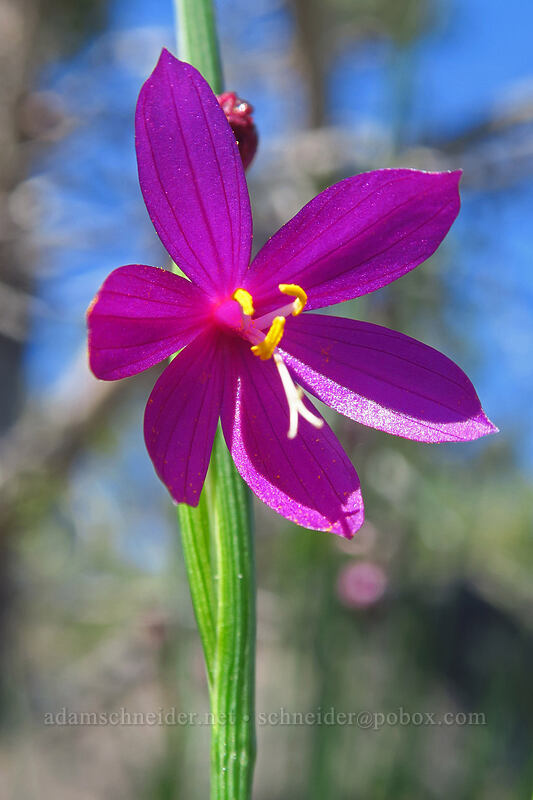 grass widow (Olsynium douglasii) [Smock Prairie, White River Wildlife Area, Wasco County, Oregon]