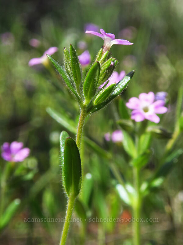 slender phlox (Microsteris gracilis (Phlox gracilis)) [Smock Prairie Nature Trail, White River Wildlife Area, Wasco County, Oregon]