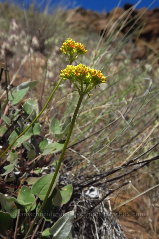 northern buckwheat (Eriogonum compositum) [Deschutes River Access Road, Sherman County, Oregon]