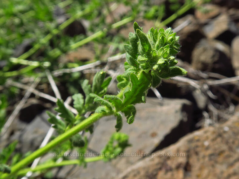 branching phacelia (Phacelia ramosissima var. ramosissima) [Deschutes River Access Road, Sherman County, Oregon]