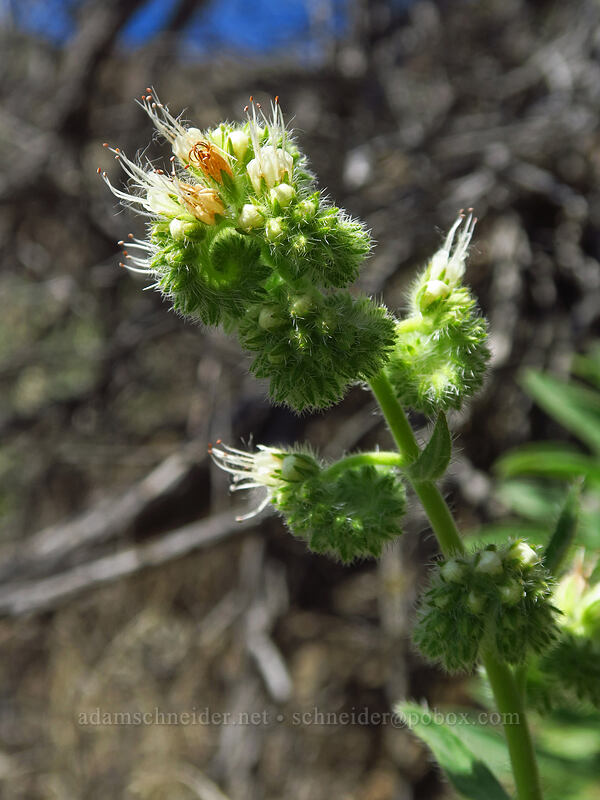 silver-leaf phacelia (Phacelia hastata) [Deschutes River Access Road, Sherman County, Oregon]