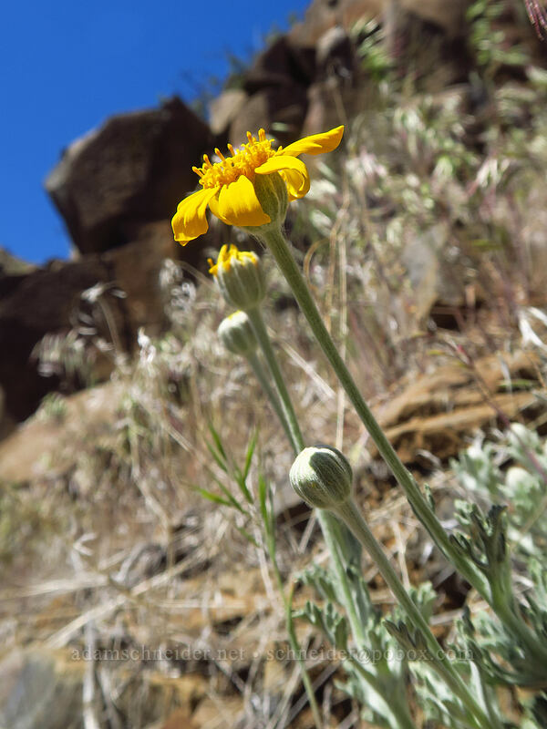 Oregon sunshine (Eriophyllum lanatum) [Deschutes River Access Road, Sherman County, Oregon]