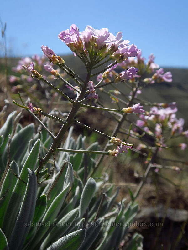 dagger-pod (Phoenicaulis cheiranthoides) [Deschutes River Access Road, Sherman County, Oregon]