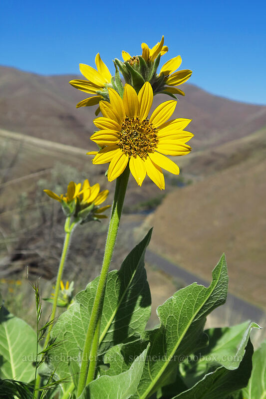 Carey's balsamroot (Balsamorhiza careyana) [Deschutes River Access Road, Sherman County, Oregon]
