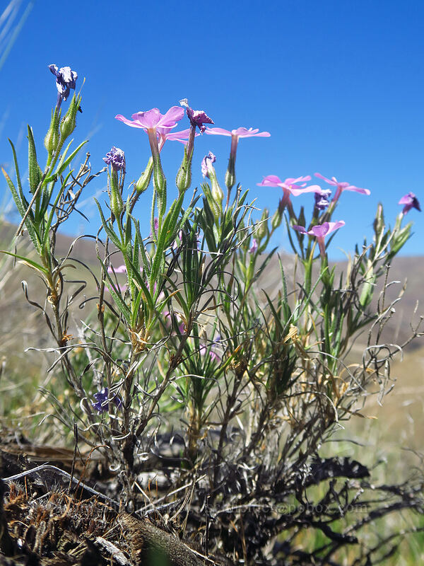 phlox (Phlox sp.) [Deschutes River Access Road, Sherman County, Oregon]