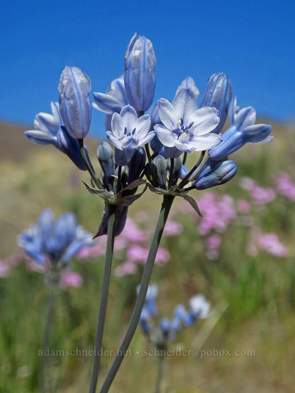 bi-colored cluster lily (Triteleia grandiflora var. howellii (Brodiaea bicolor)) [Deschutes River Access Road, Sherman County, Oregon]