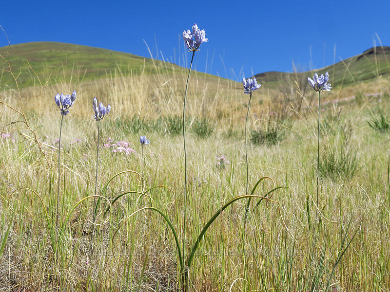 bi-colored cluster lilies (Triteleia grandiflora var. howellii (Brodiaea bicolor)) [Deschutes River Access Road, Sherman County, Oregon]