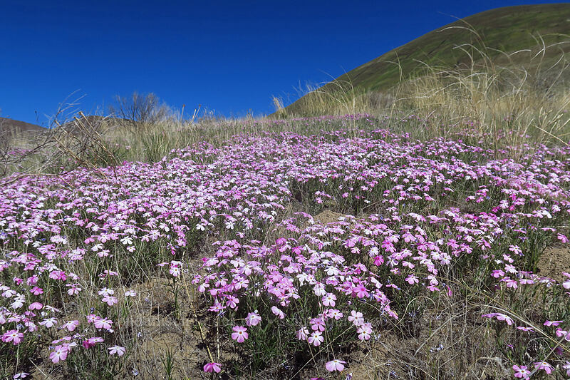 phlox (Phlox sp.) [Deschutes River Access Road, Sherman County, Oregon]