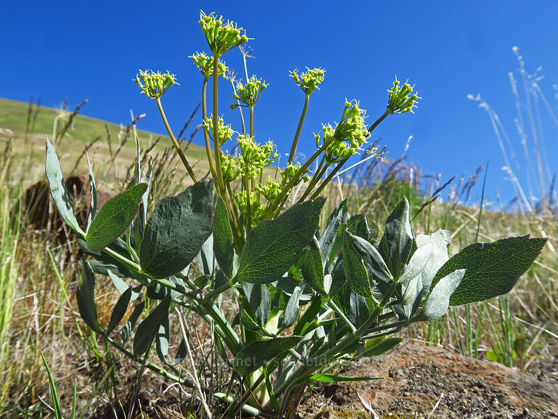 bare-stem desert parsley (Lomatium nudicaule) [Deschutes River Access Road, Sherman County, Oregon]