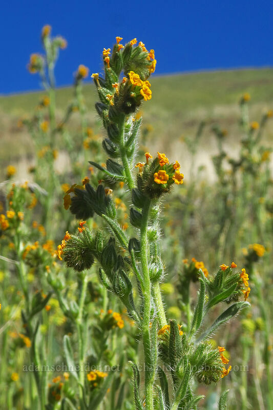 bugloss fiddleneck (Amsinckia lycopsoides) [Deschutes River Access Road, Sherman County, Oregon]