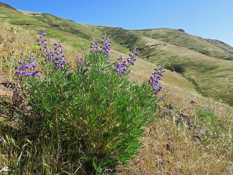 spurred lupine (Lupinus arbustus) [Deschutes River Access Road, Sherman County, Oregon]