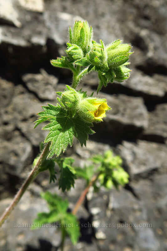 John Day cinquefoil (Drymocallis campanulata (Potentilla glandulosa var. campanulata)) [Deschutes River Access Road, Sherman County, Oregon]