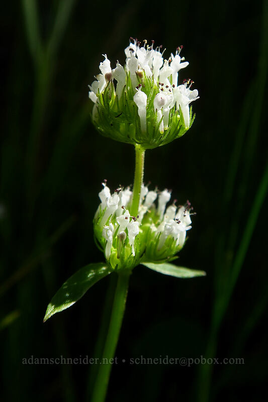 white plectritis (Plectritis macrocera) [Deschutes River Access Road, Sherman County, Oregon]