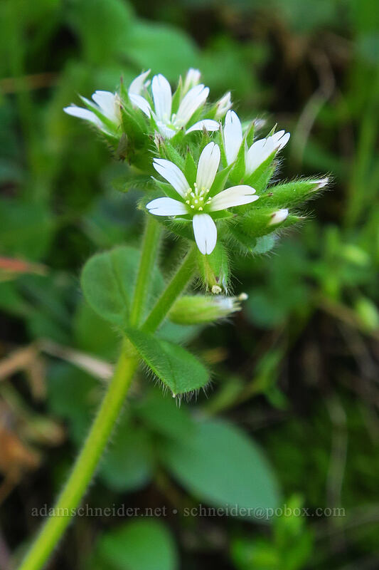 sticky chickweed (Cerastium glomeratum) [Deschutes River Access Road, Sherman County, Oregon]