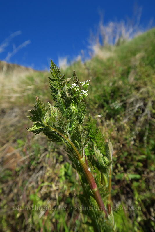 bur chervil (Anthriscus caucalis) [Deschutes River Access Road, Sherman County, Oregon]