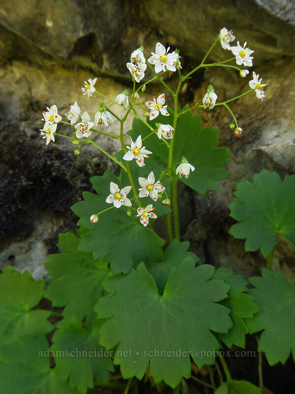 Mertens' saxifrage (Saxifraga mertensiana) [Deschutes River Access Road, Sherman County, Oregon]