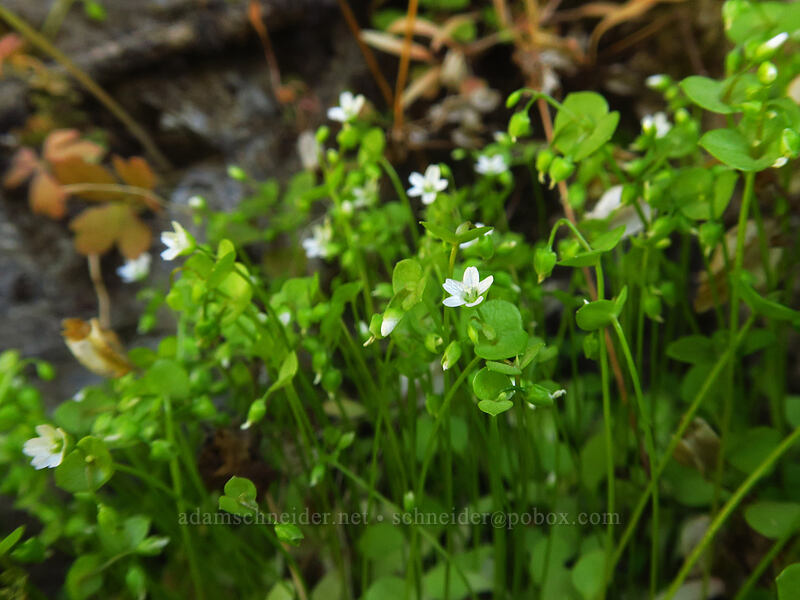 miner's lettuce (Claytonia parviflora) [Deschutes River Access Road, Sherman County, Oregon]
