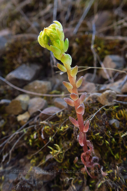Leiberg's stonecrop, budding (Sedum leibergii) [Deschutes River Access Road, Sherman County, Oregon]