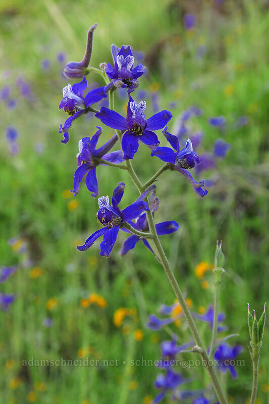 larkspur (Delphinium nuttallianum) [Deschutes River Access Road, Sherman County, Oregon]