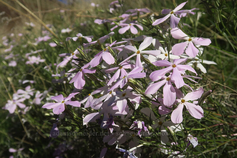 long-leaf phlox (Phlox longifolia) [Deschutes River Access Road, Sherman County, Oregon]