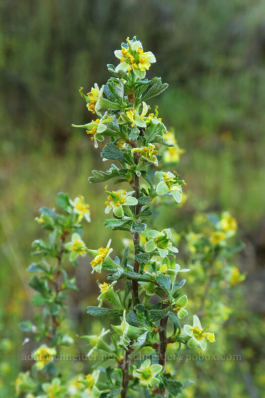 antelope bitter-brush (Purshia tridentata) [Deschutes River Access Road, Sherman County, Oregon]