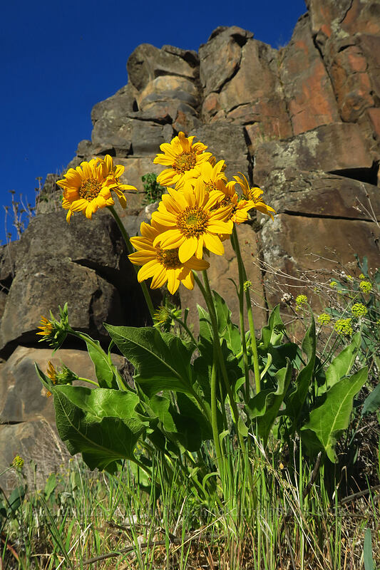 Carey's balsamroot (Balsamorhiza careyana) [Deschutes River Access Road, Sherman County, Oregon]