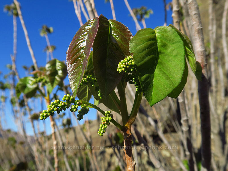 western poison-ivy (Toxicodendron rydbergii (Rhus rydbergii)) [Deschutes River Access Road, Sherman County, Oregon]