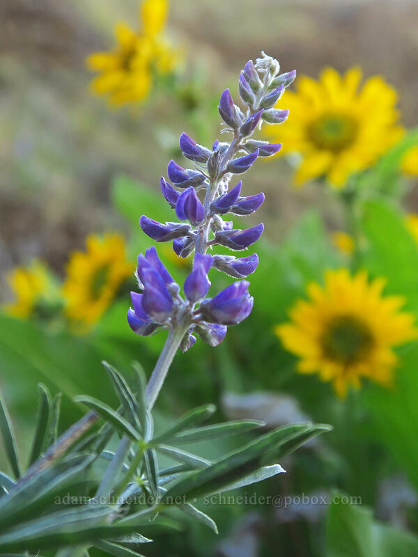 spurred lupine & balsamroot (Lupinus arbustus, Balsamorhiza sp.) [Deschutes River Trail, Sherman County, Oregon]