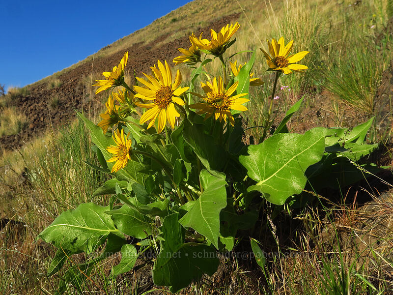 northwest balsamroot (Balsamorhiza deltoidea) [Deschutes River Trail, Sherman County, Oregon]