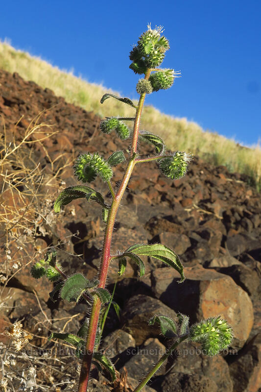 varied-leaf phacelia (Phacelia heterophylla) [Deschutes River Trail, Sherman County, Oregon]
