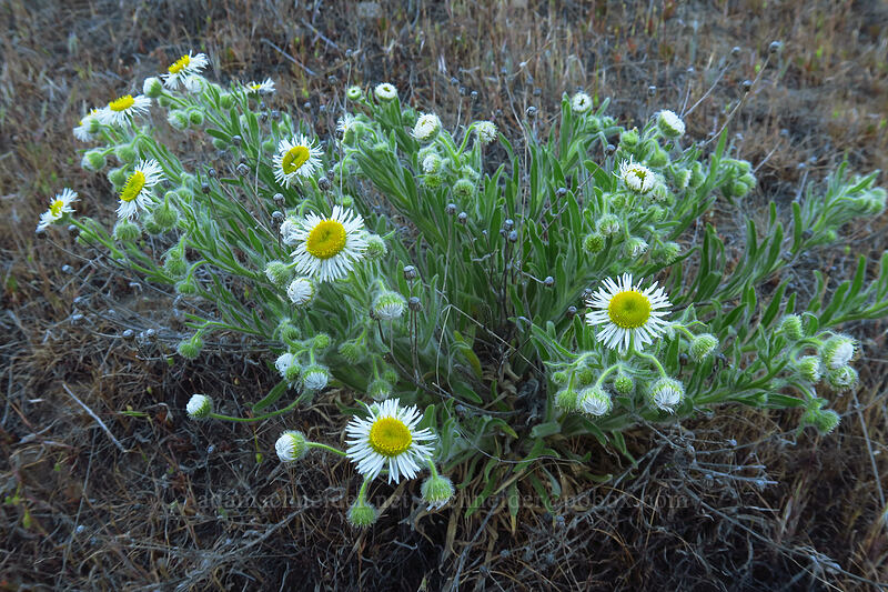 shaggy fleabane (Erigeron pumilus var. intermedius) [Macks Canyon Recreation Site, Sherman County, Oregon]