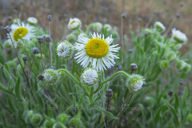shaggy fleabane (Erigeron pumilus var. intermedius) [Macks Canyon Recreation Site, Sherman County, Oregon]